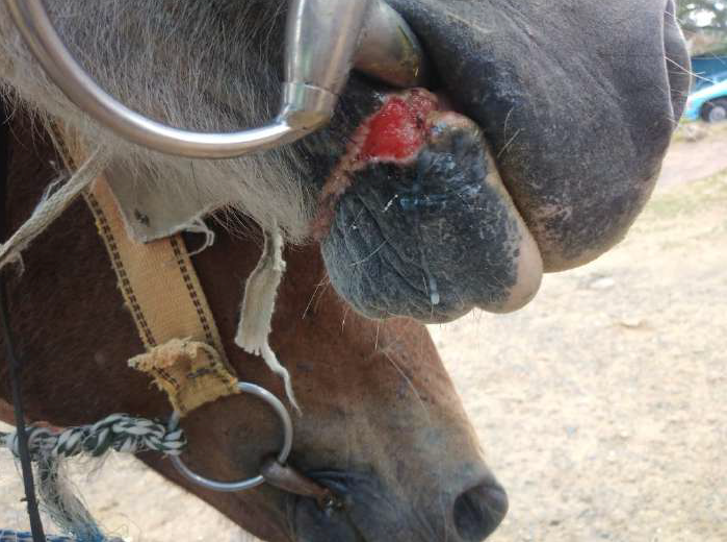 horse 7.png