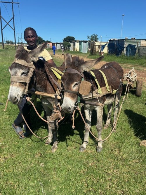 donkey 2.jpeg