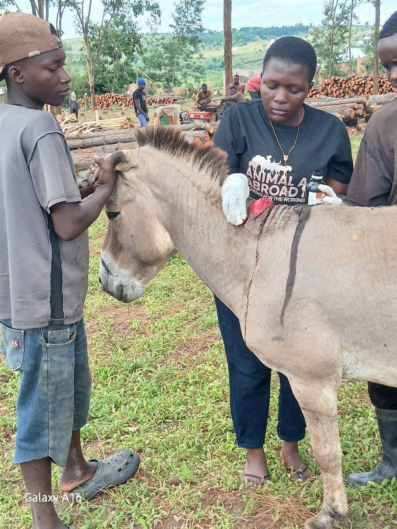 Help Us Alleviate the Suffering of Working Gold Mine Donkeys