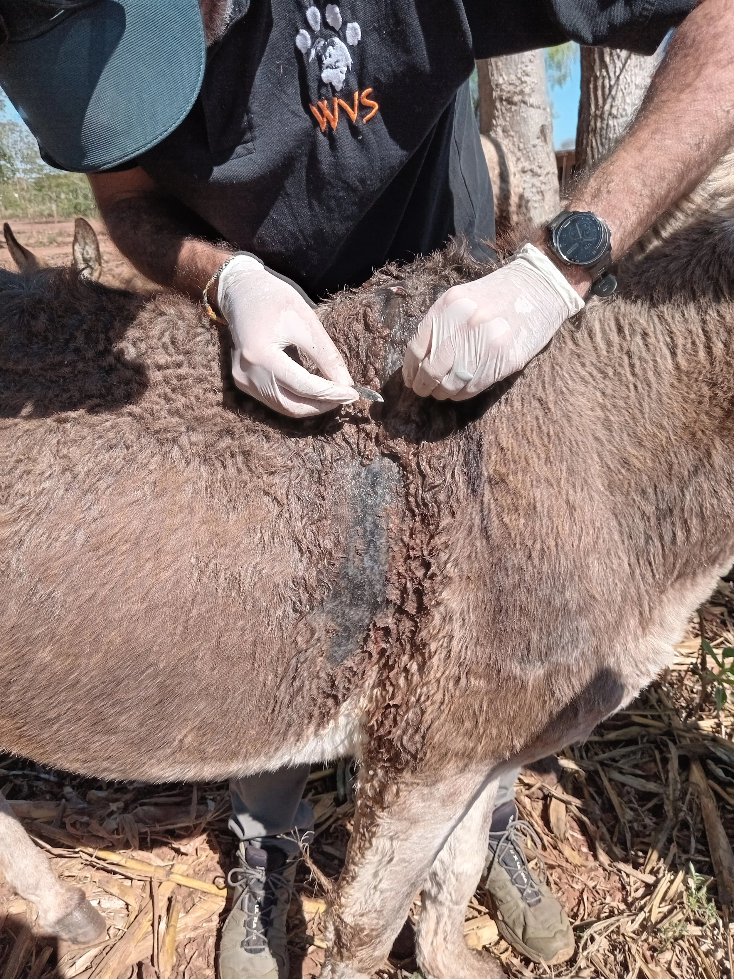 Dr James, WVS Vet treating a back abcess at Nyika Yesu mobile clinic_.jpg