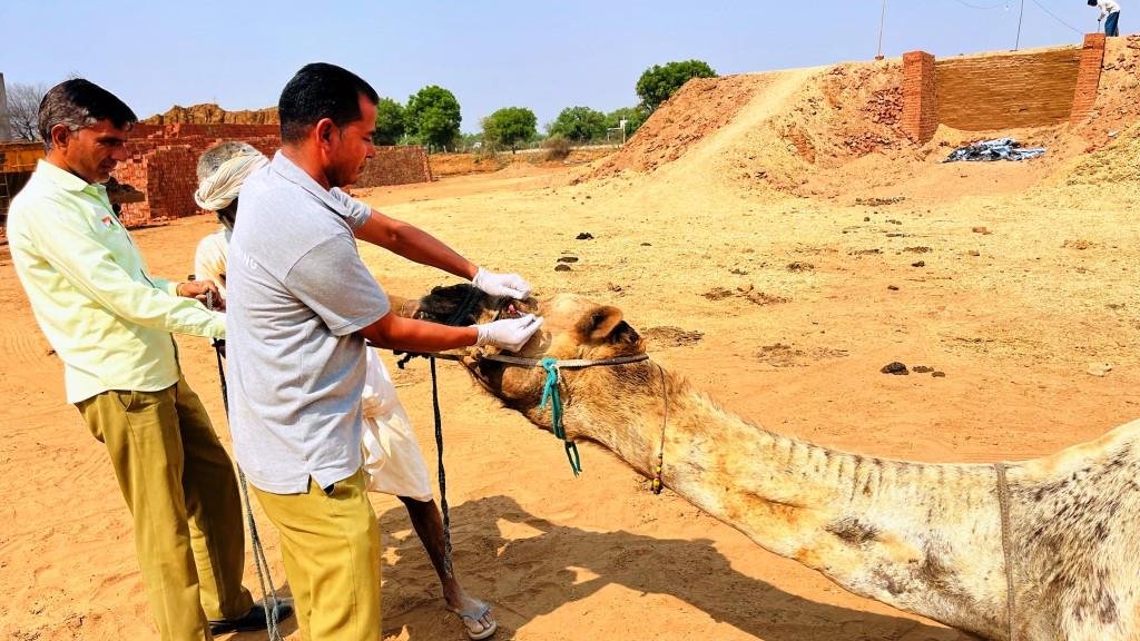 Creating a More Compassionate World for Working Camels