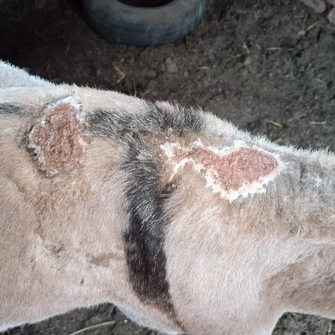 3.Double yoke wound healing.jpeg
