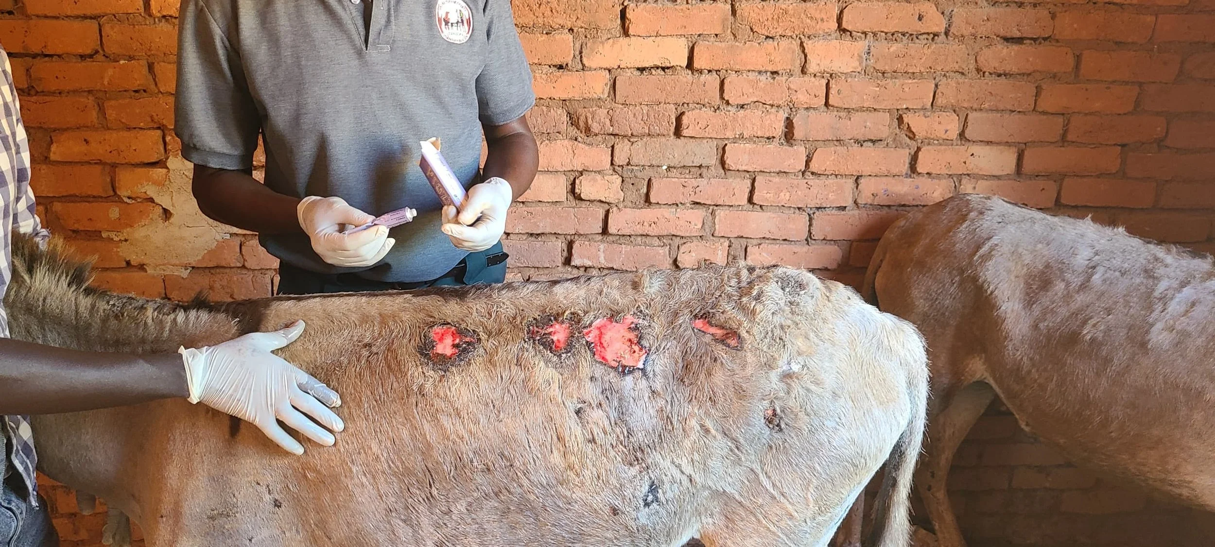 4.Triple frankal wounds.jpeg
