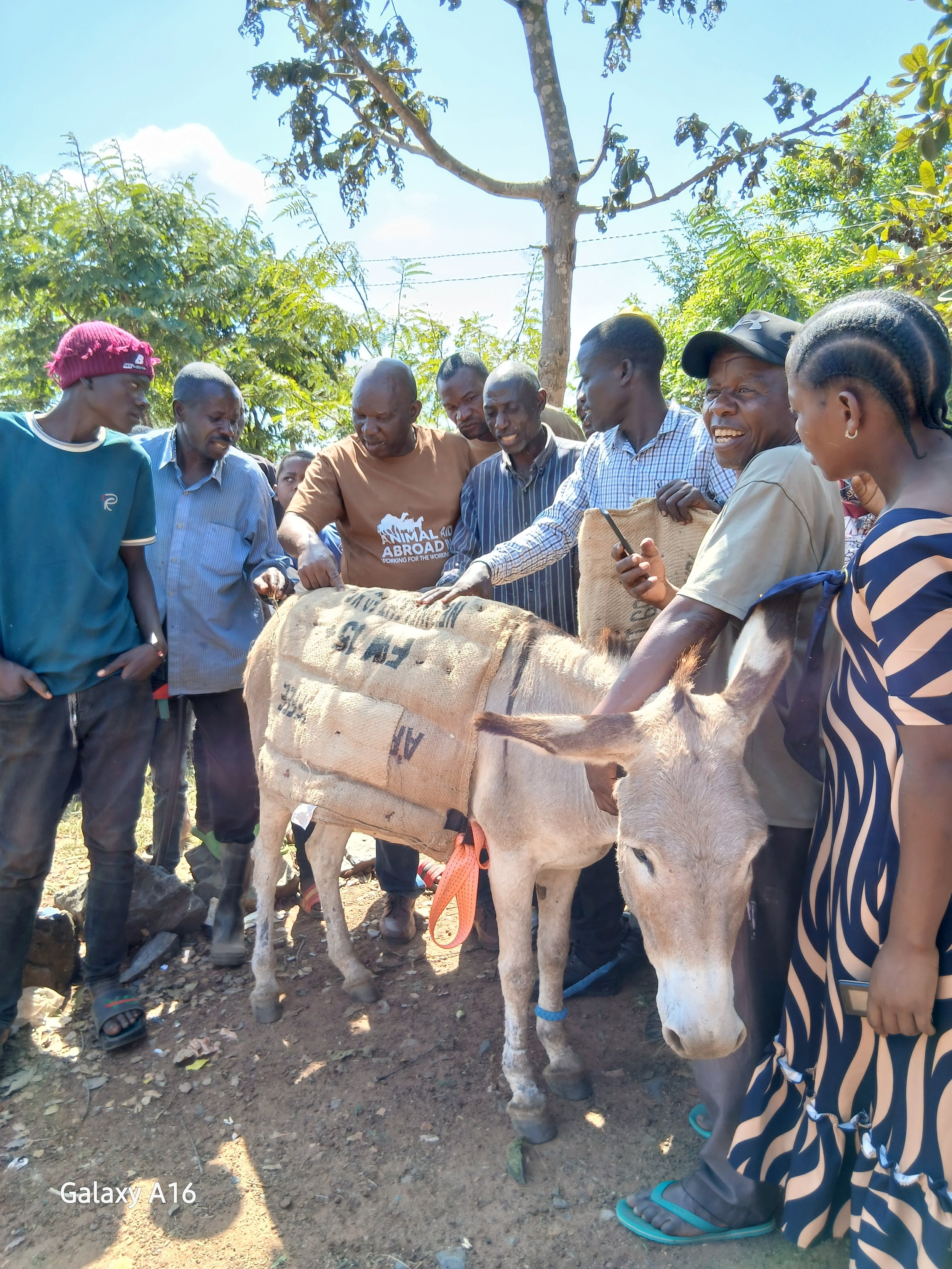 Donkeys in Tanzania Receive Life-Saving Care