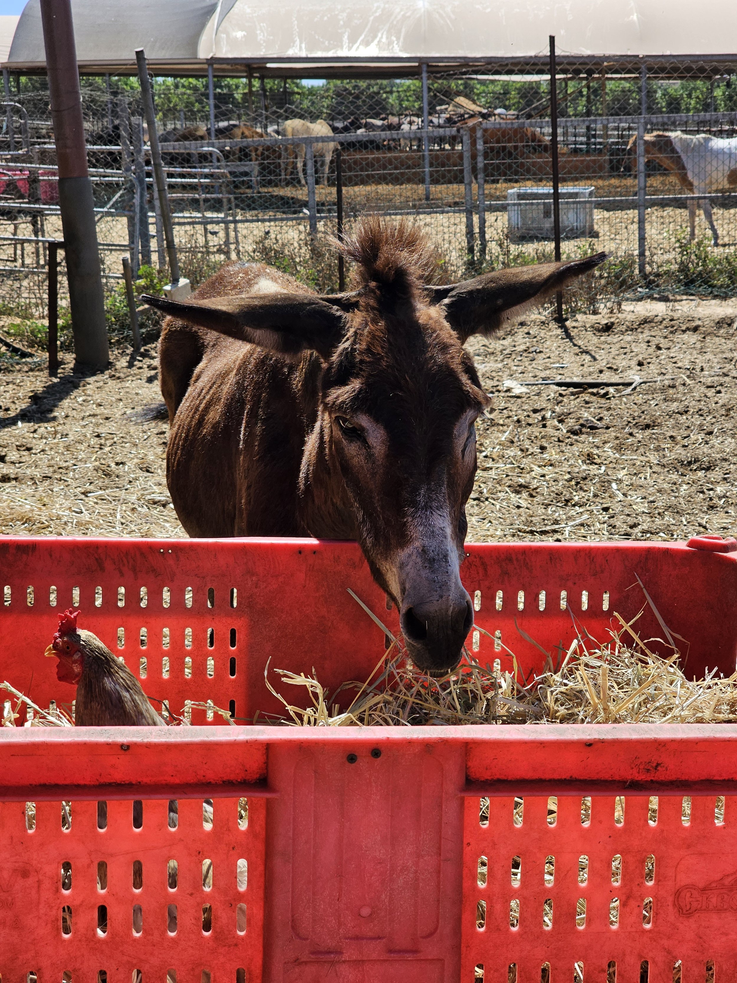 Meet Seven New Residents at Starting Over’s Sanctuary