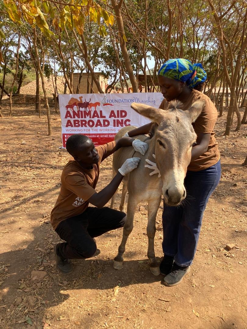 AAA Funds Emergency Tetanus Vaccinations for At-Risk Donkeys