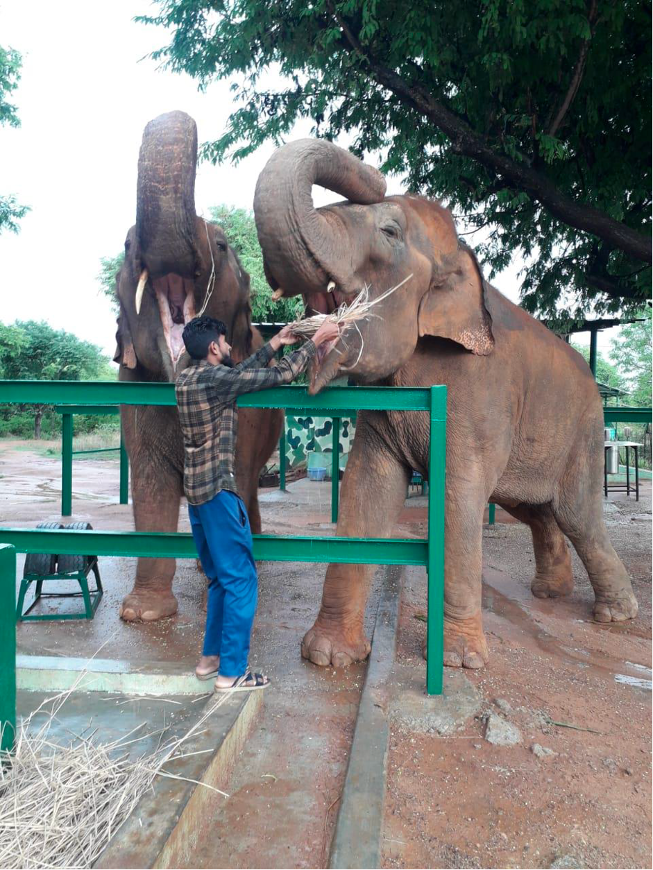 Elephants Given a Second Chance at Our Newest Partner Sanctuary