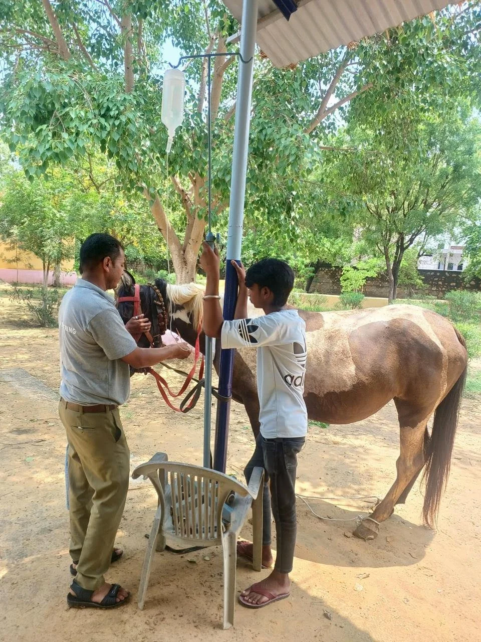 equine 1.jpeg