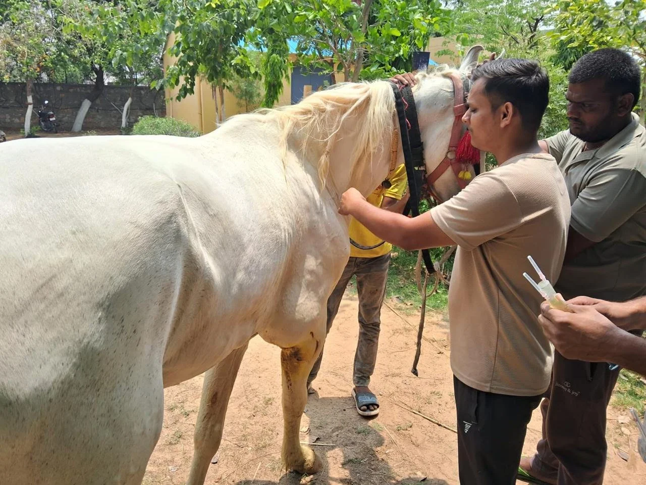 equine 5.jpeg