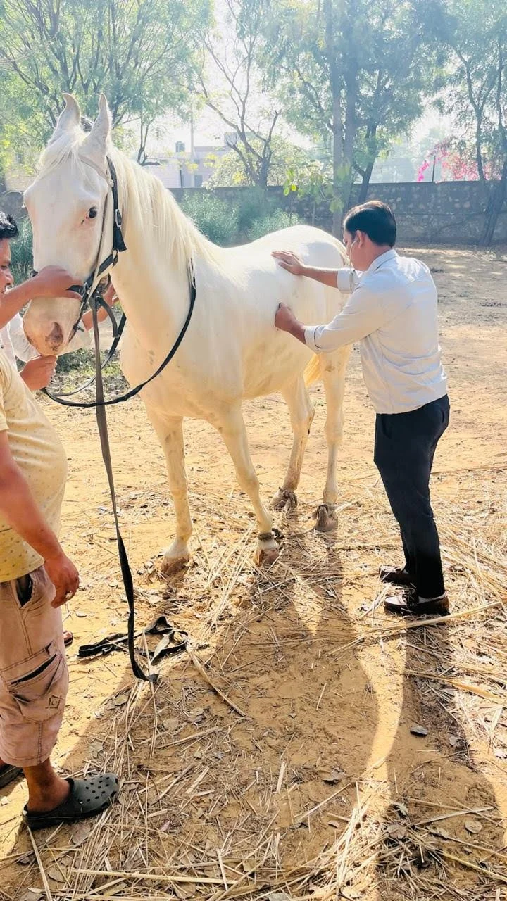equine 9.jpeg