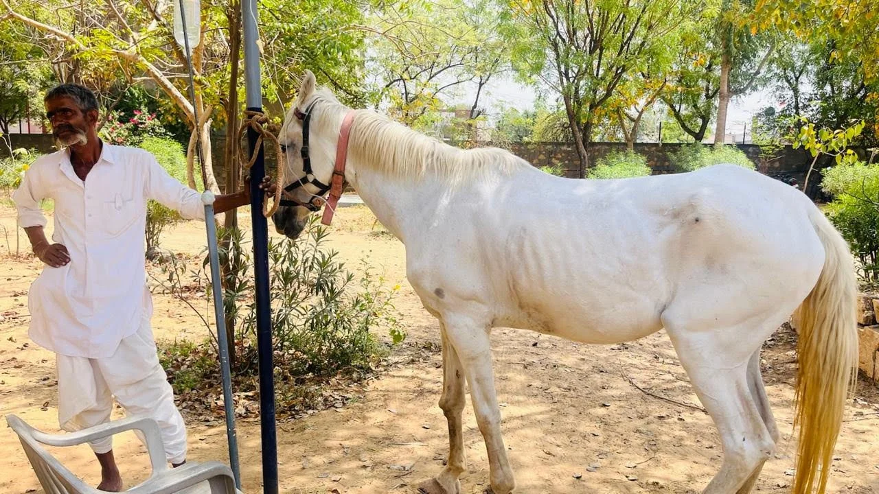 equine 13.jpeg