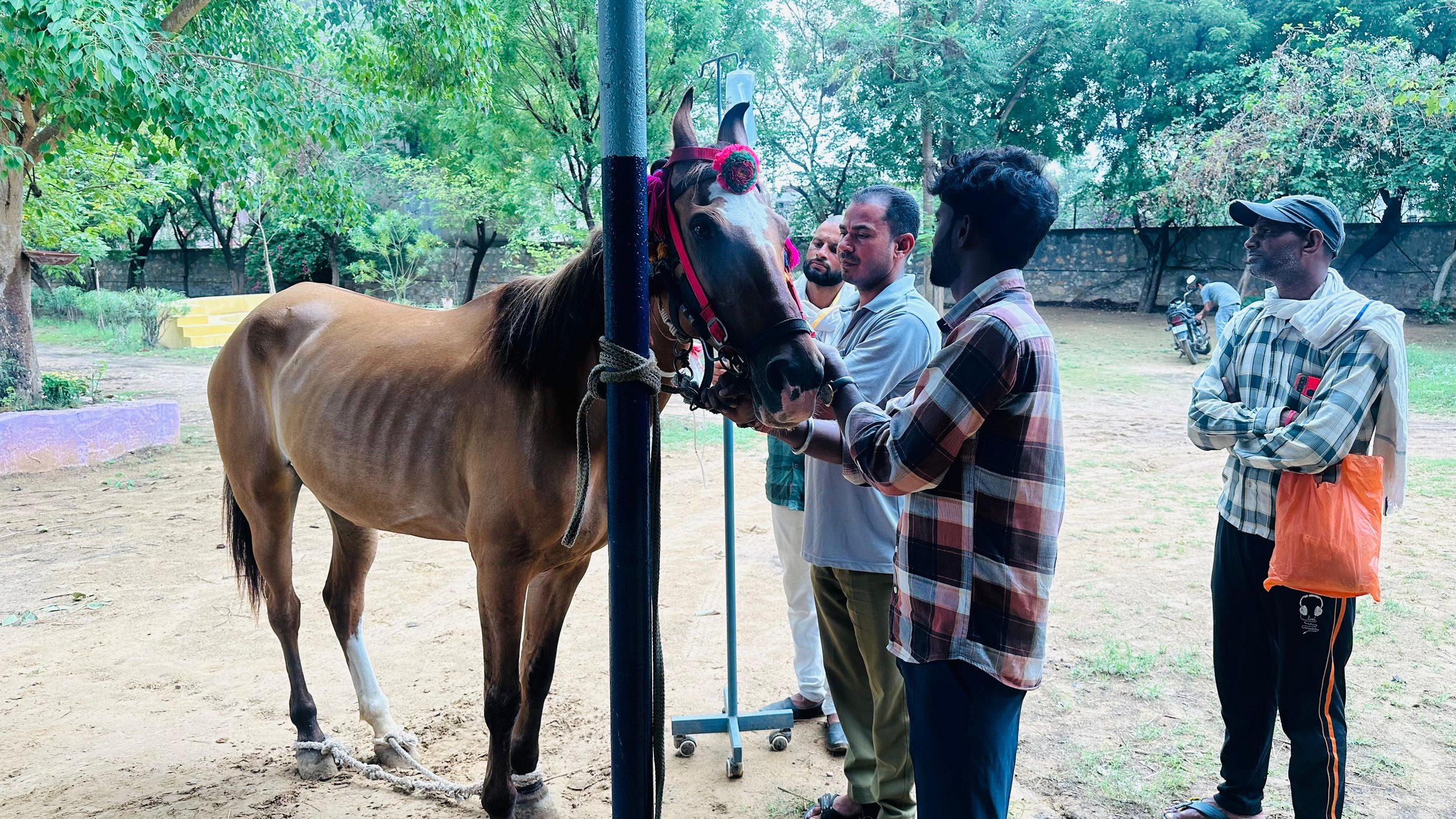Alleviating the Suffering of India’s Working Equines