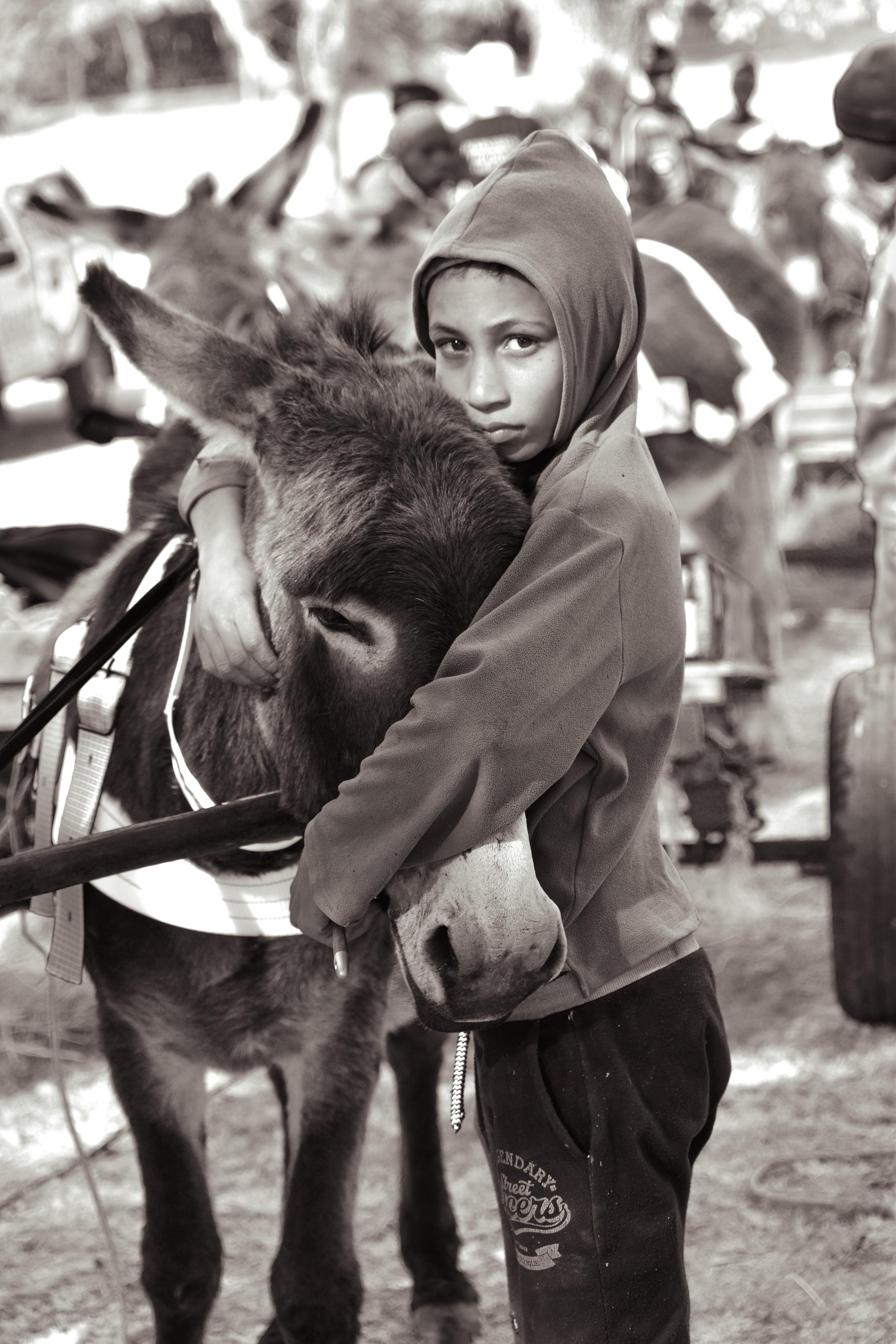 Celebrating Working Donkeys in South Africa