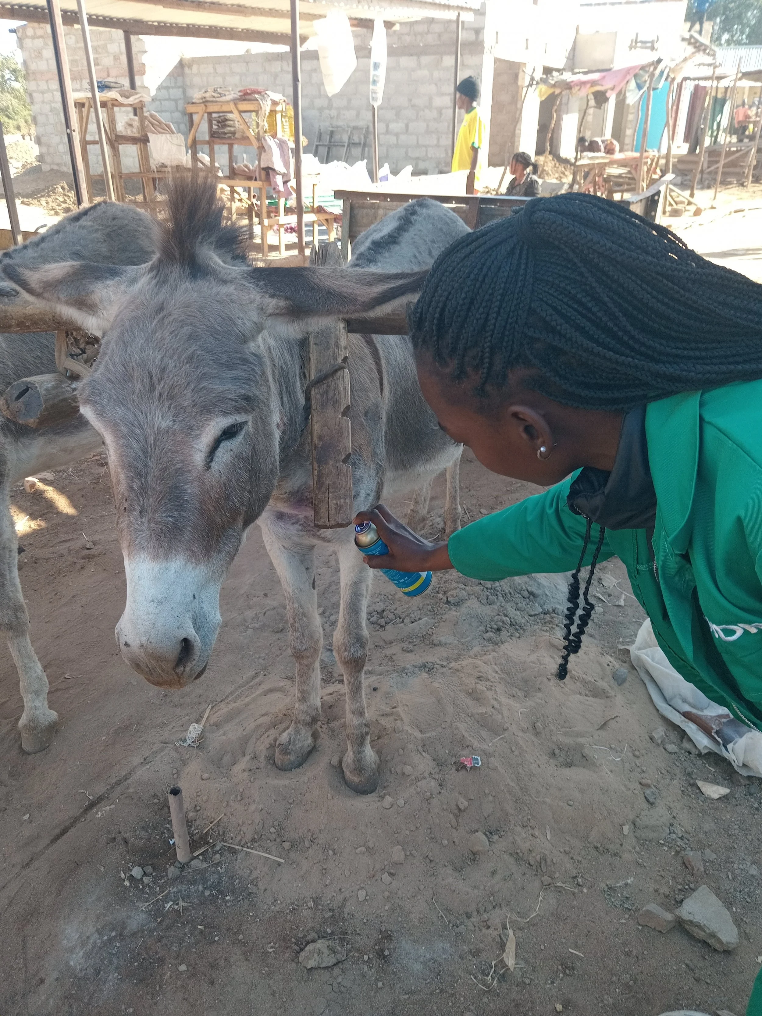 Working Towards a Zambia Where Donkeys are Free from Suffering