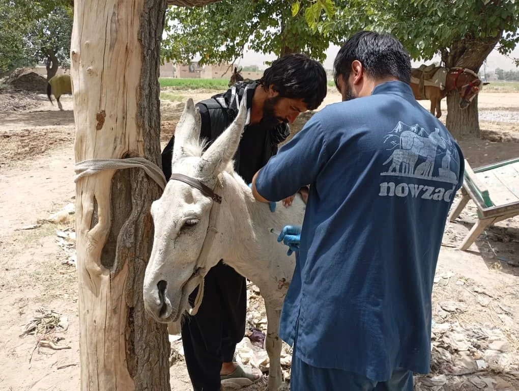 Nowzad a Lifeline for Animals in Distress
