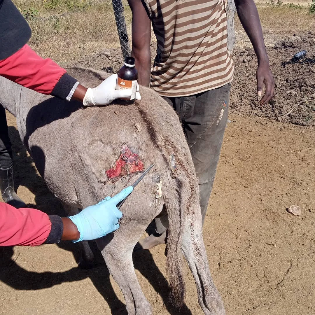 13. Gluteal wound before.jpeg