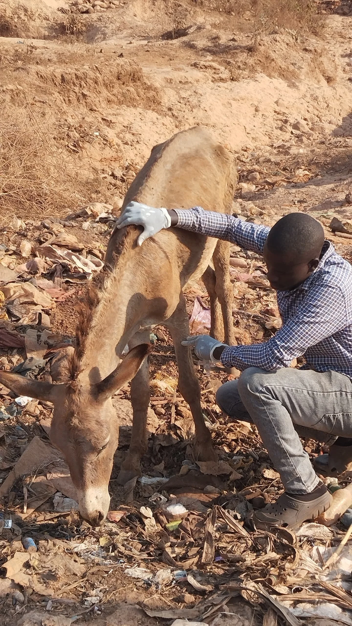 Bringing Hope to Donkeys in Tanzanian Gold Mines