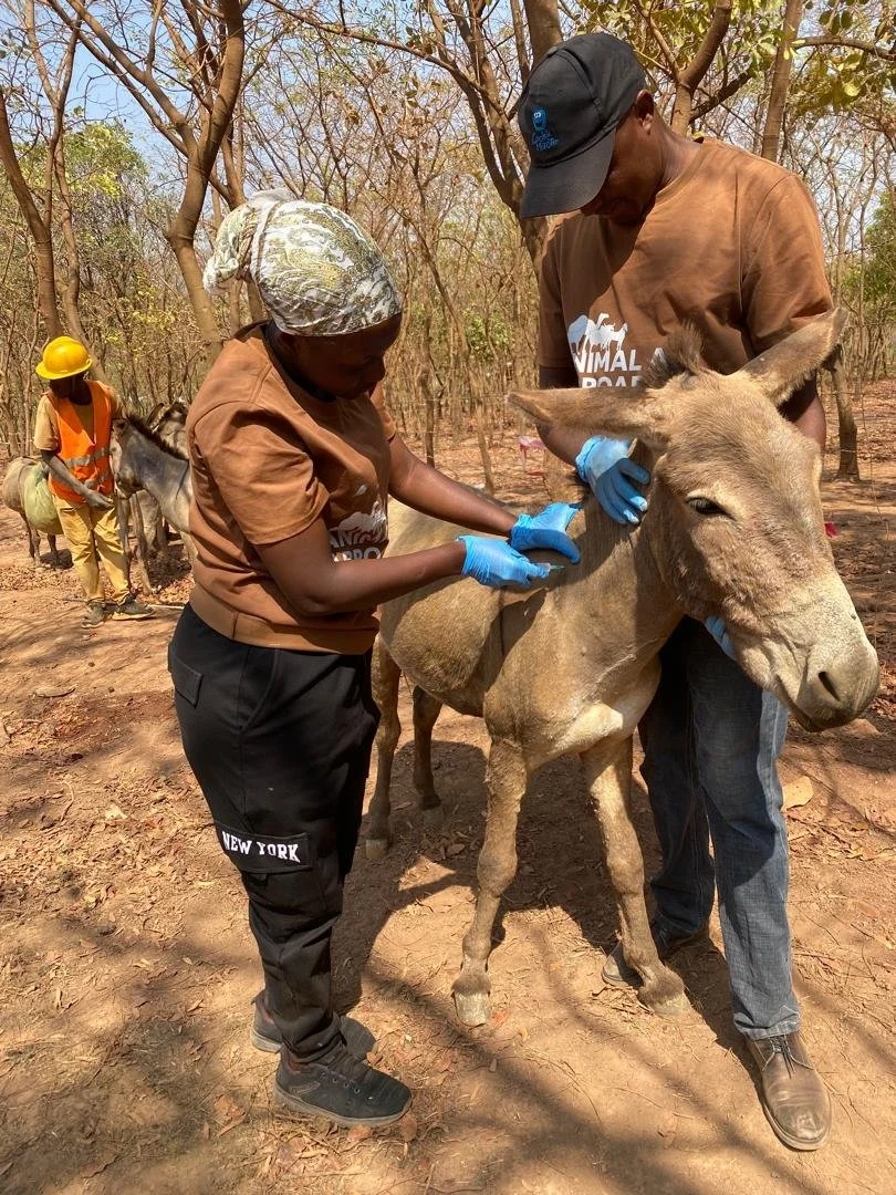 Swift Response Protects Donkeys from Tetanus Outbreak