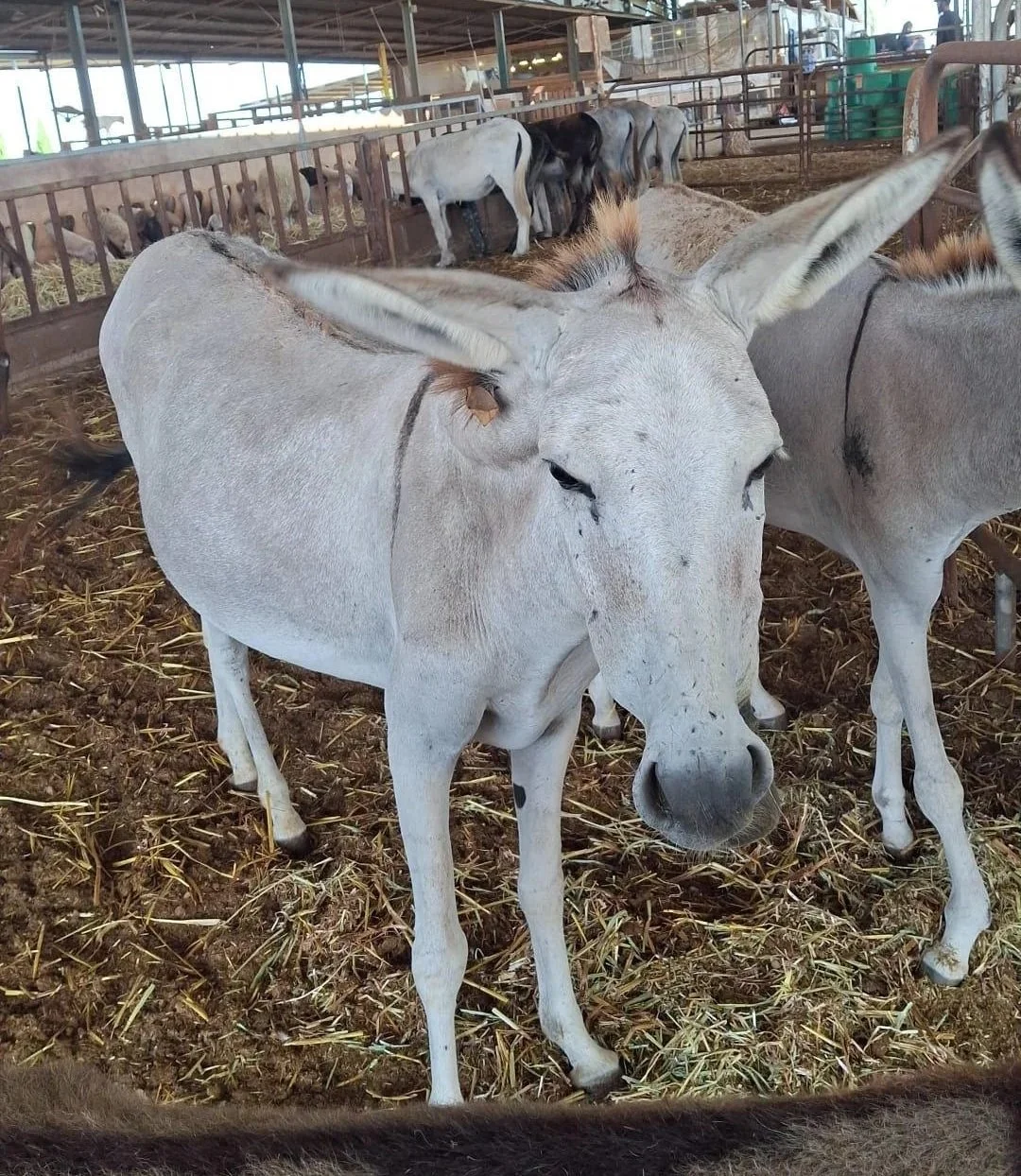 Helping Rescued Donkeys Heal with Special Care & Rehabilitation