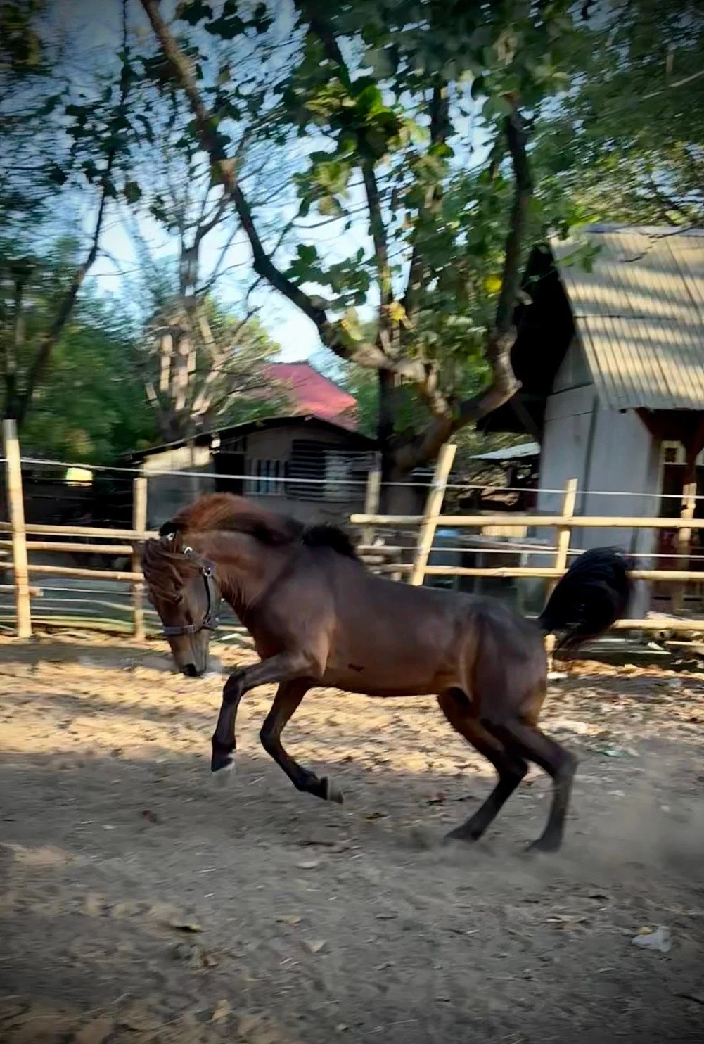 Horse Sanctuary Expanded with Funding from AAA