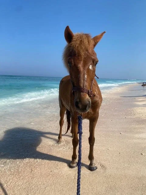 Retired Rubbish-Collection Ponies Now Living the Good Life