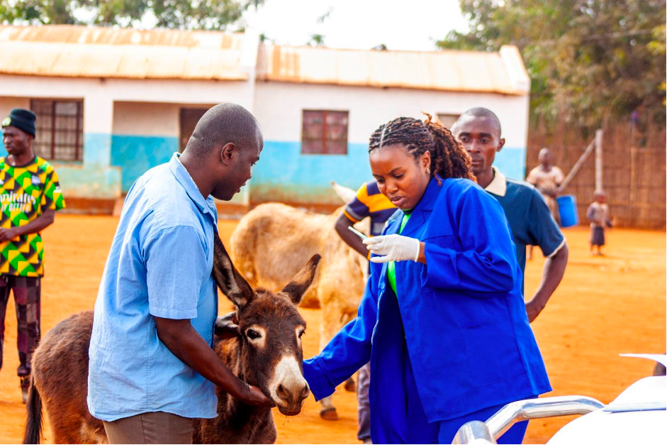 Community Engagement Key to Improving Donkey Welfare