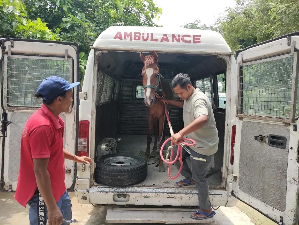 Six Animals Rescued + Over 600 Equines Receive Vet Care