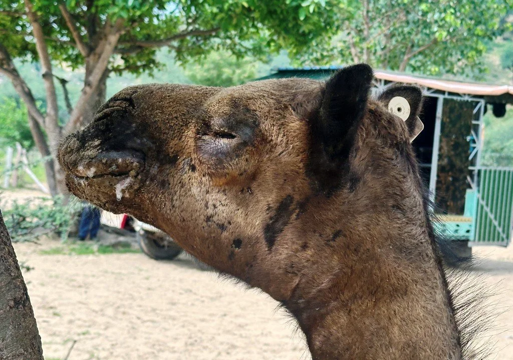 Camel Calves Saved + Hundreds of Other Animals Treated