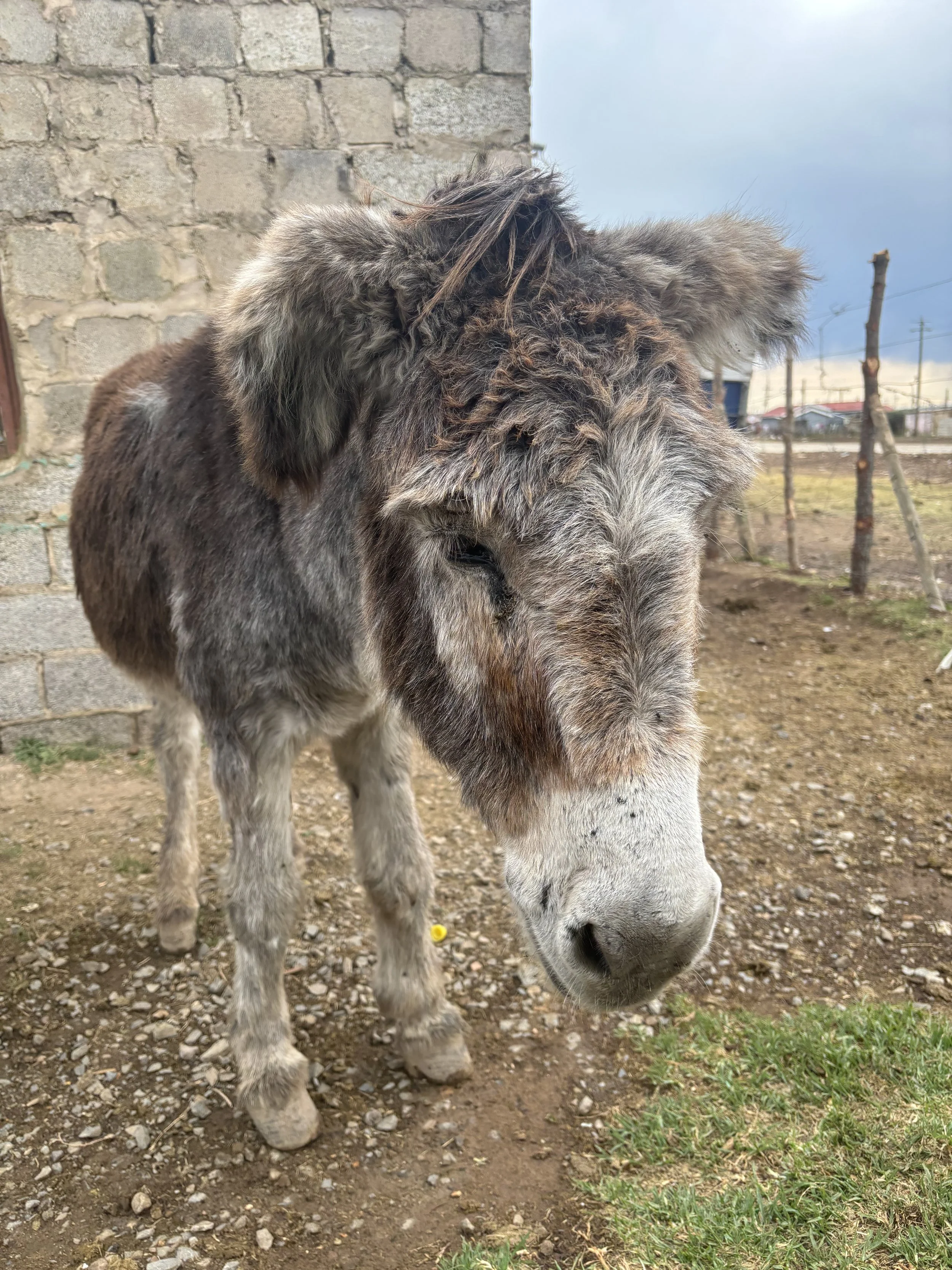 Gentle Wollie Can Finally Retire in Peaceful Sanctuary