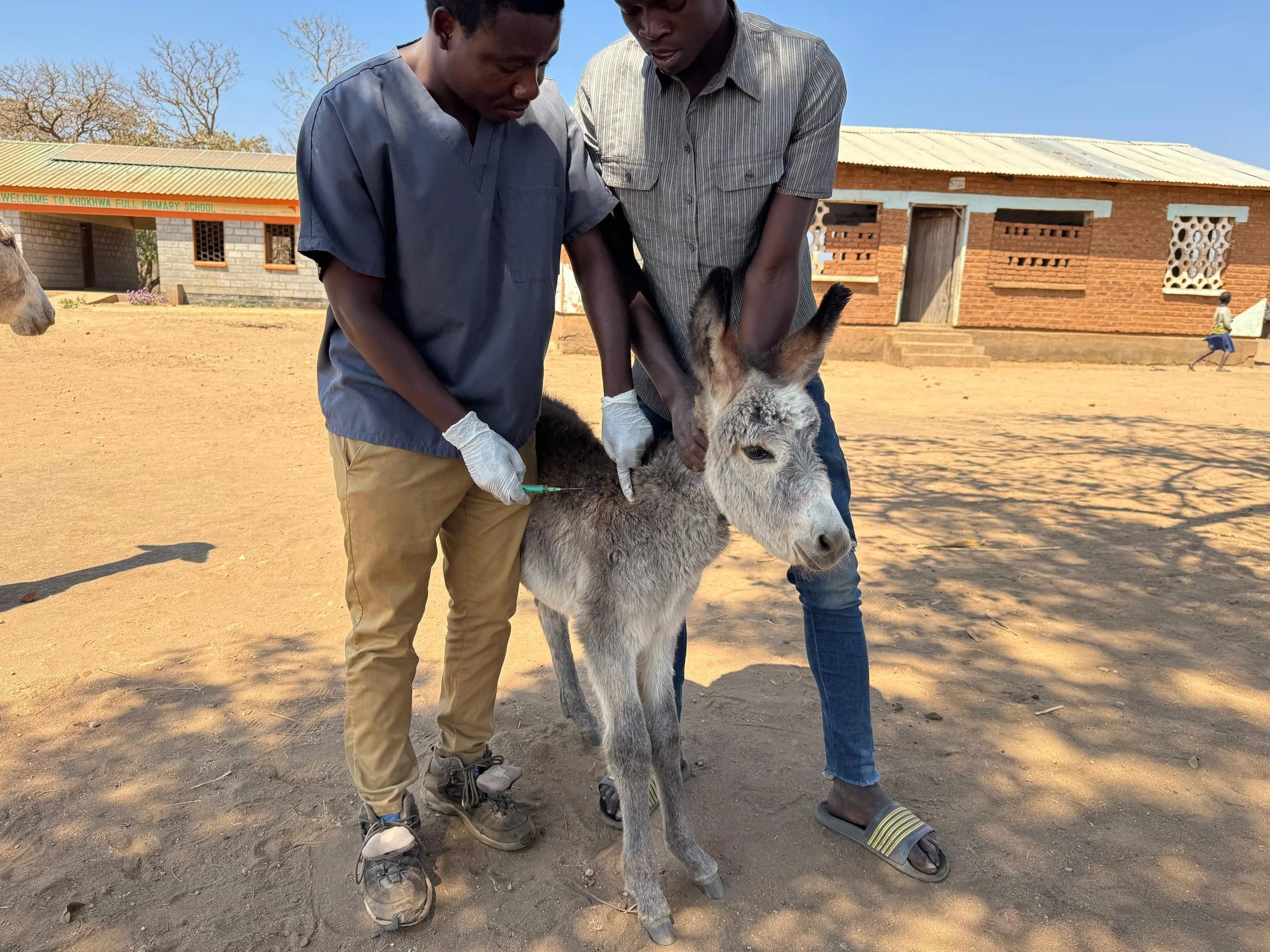 Education Paves the Way for Improving the Lives of Working Donkeys