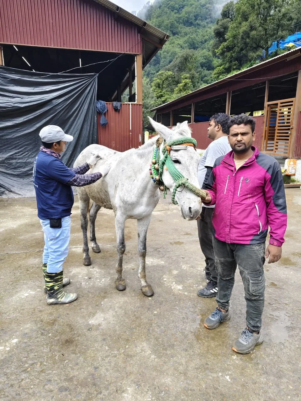 Over 1,000 Mules Receive Essential Veterinary Care