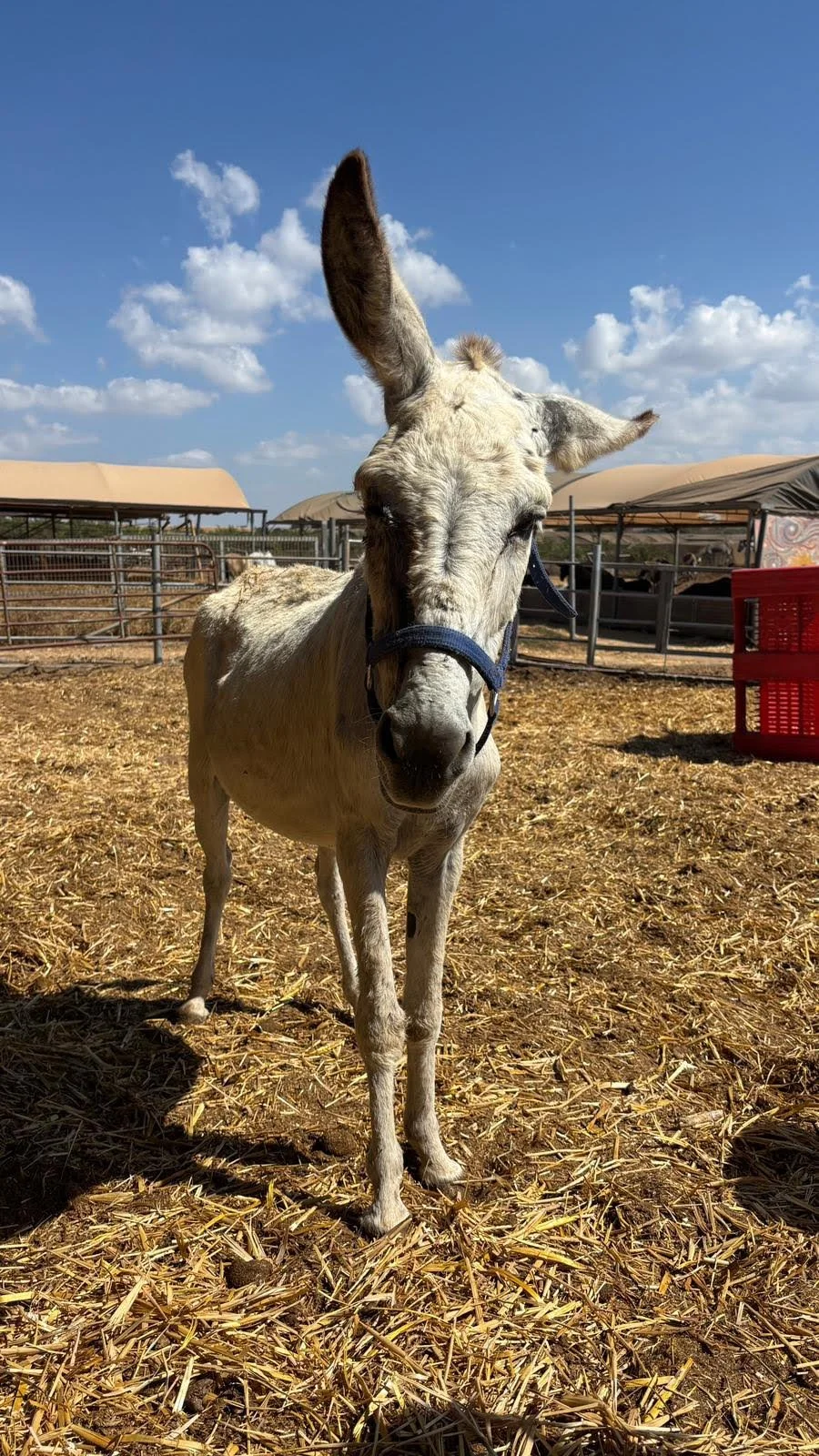Donkeys Find Hope & Healing in Israeli Sanctuary