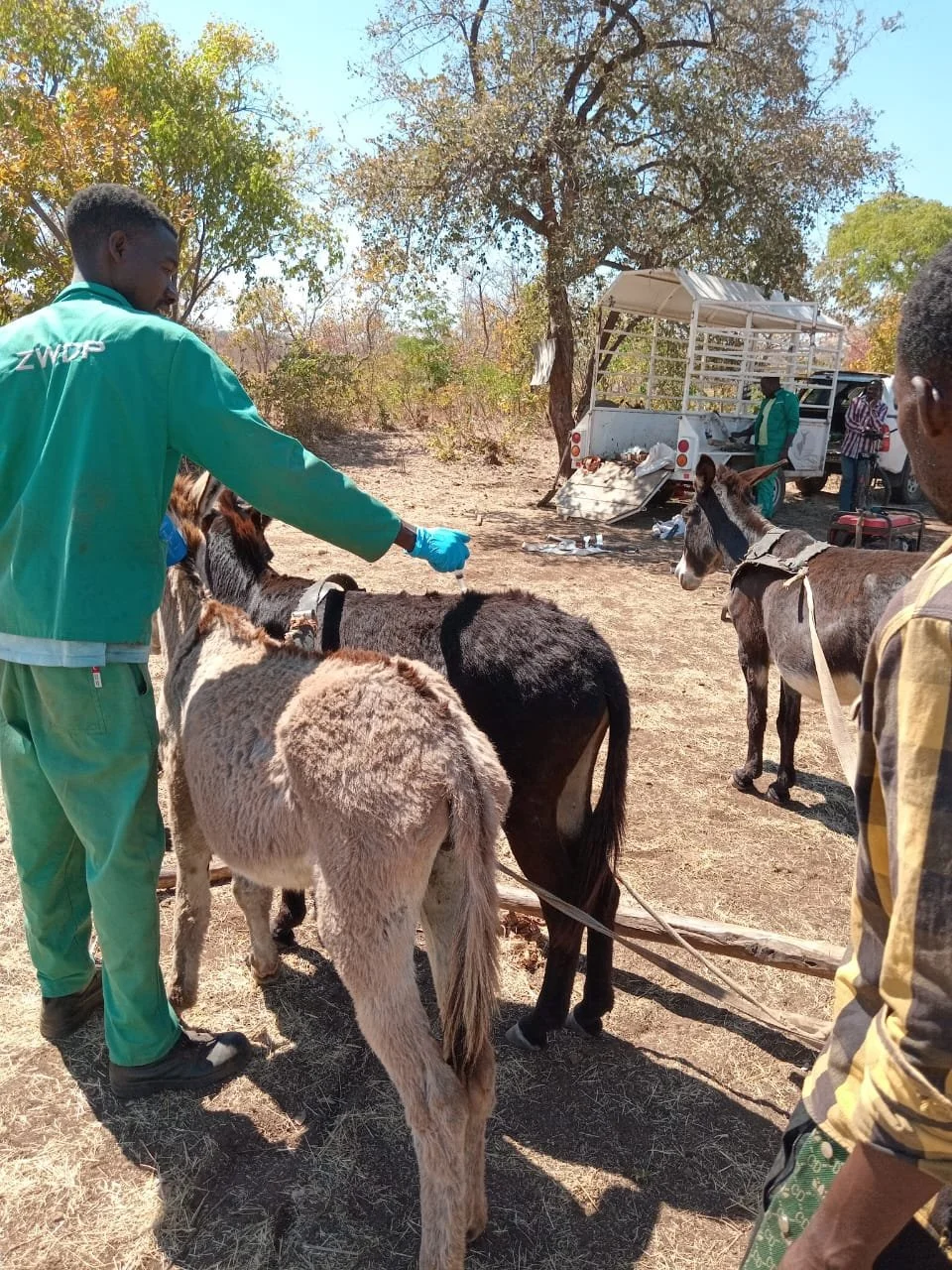 Chunga mobile clinic - dipping .jpg