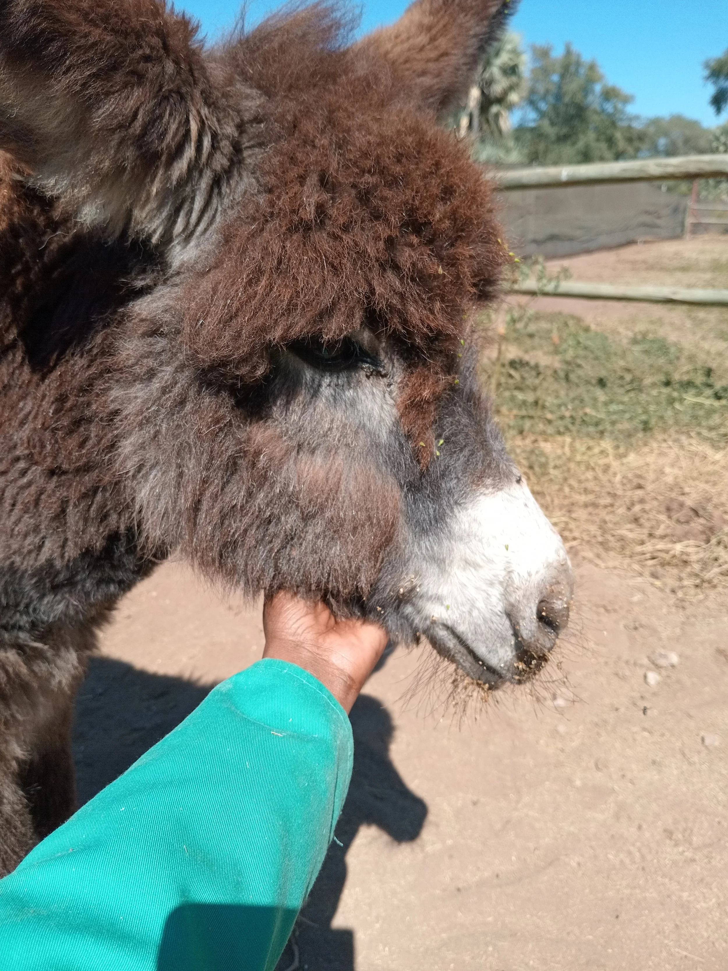 More Donkeys Benefitting from Veterinary Care in Zambia