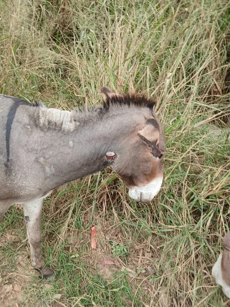 18.neck nite wound after treatment.jpeg