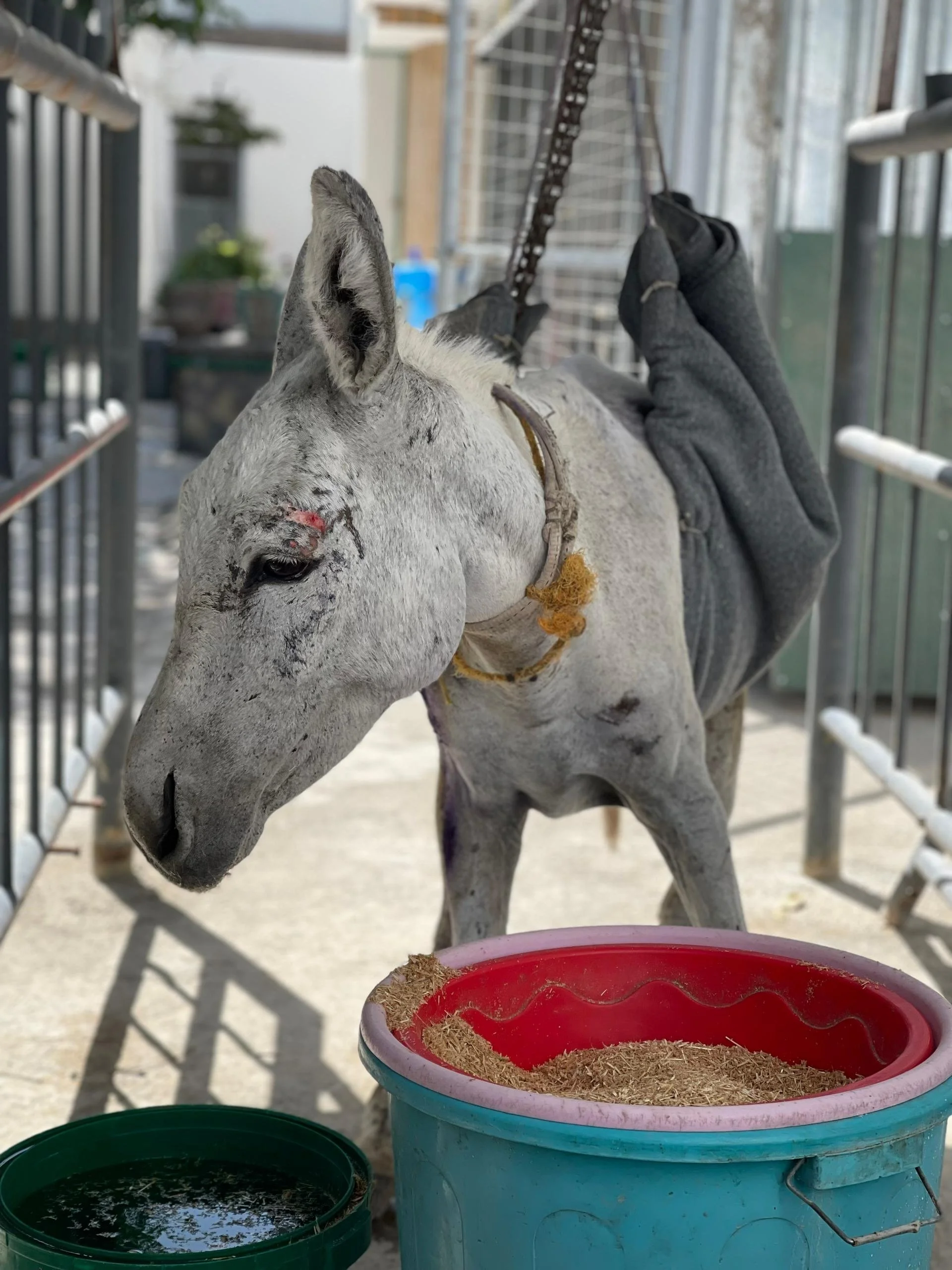 Transforming the Lives  of Working Animals in Afghanistan