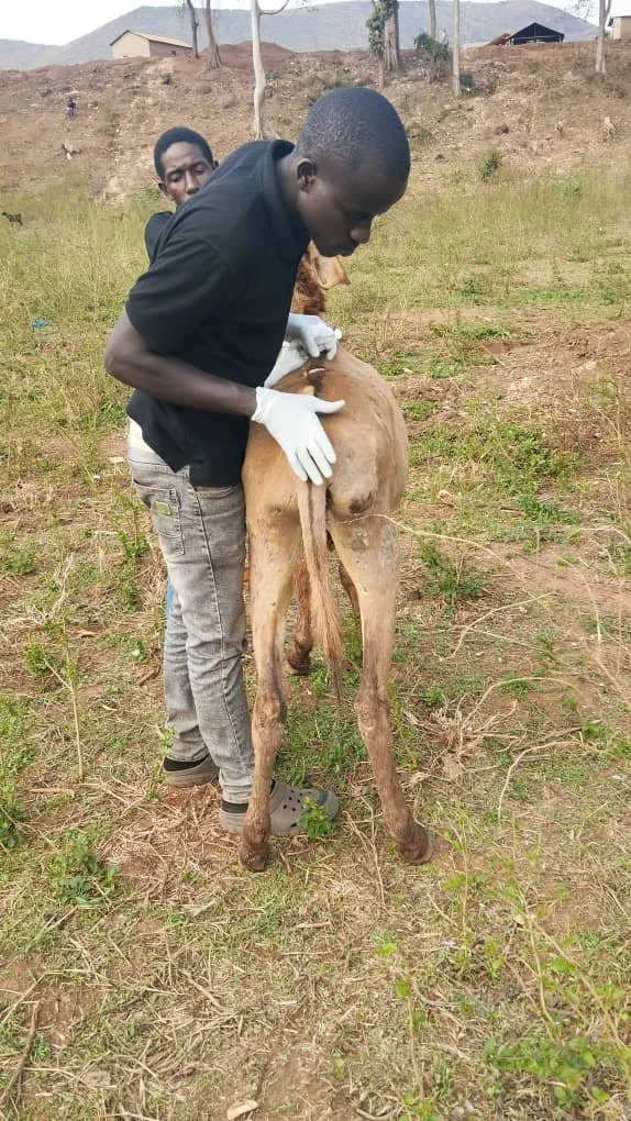 15. Makwea hip heamatoma before in mgusu.jpeg