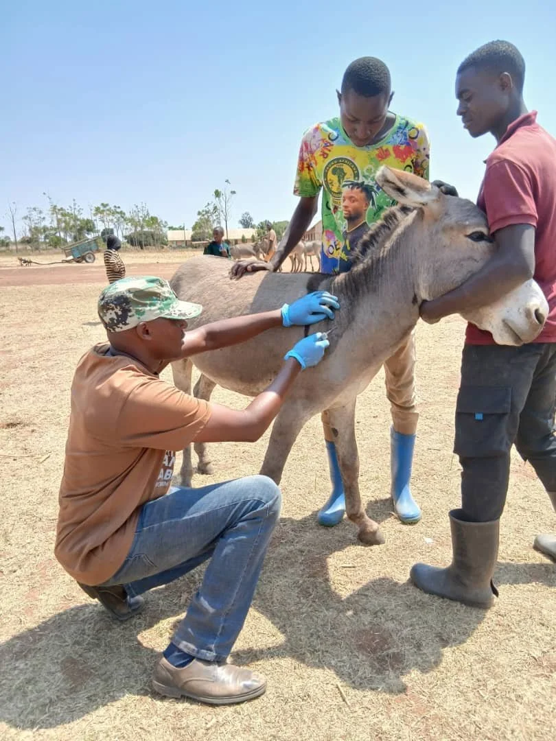 30.managing enteritis in stamico.jpeg