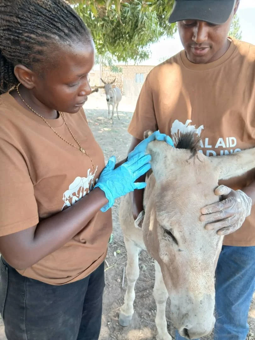 Alleviating Suffering, Restoring Hope: Easing the Burden of Donkeys Working in Gold Mines