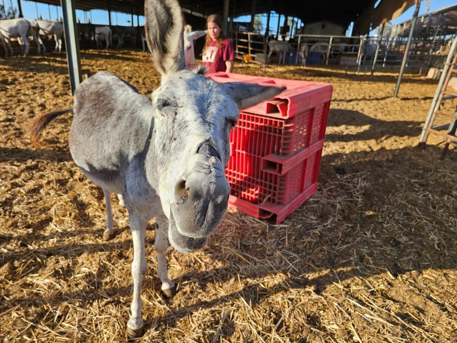 Giving Rescued Donkeys the Chance to Start Over