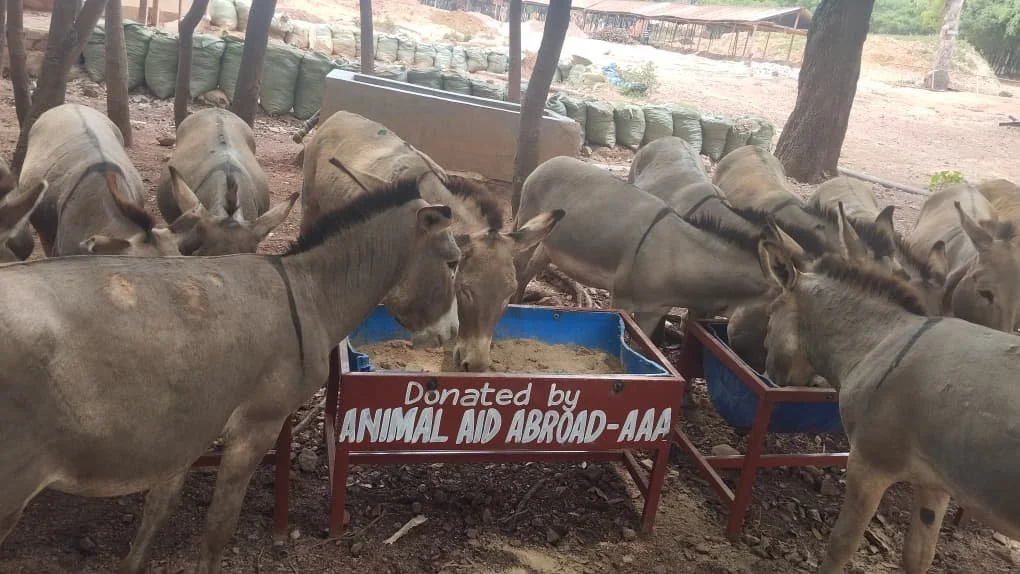 New Feeding Program Helps Donkeys Affected by Drought