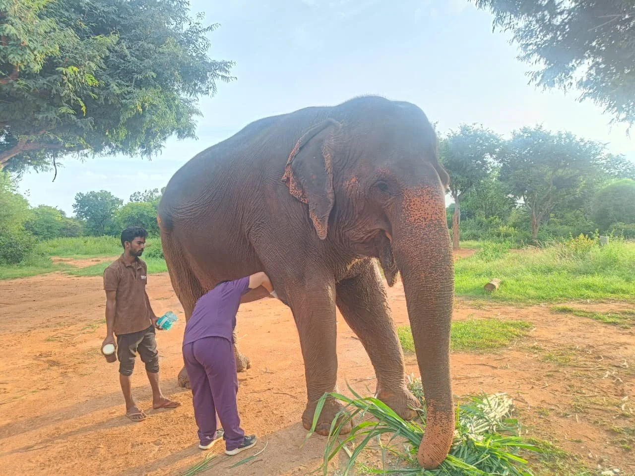 From Trauma to Healing: Rehabilitating  Captive Elephants