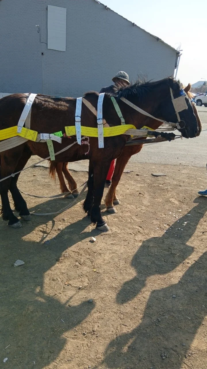 harness.jpeg