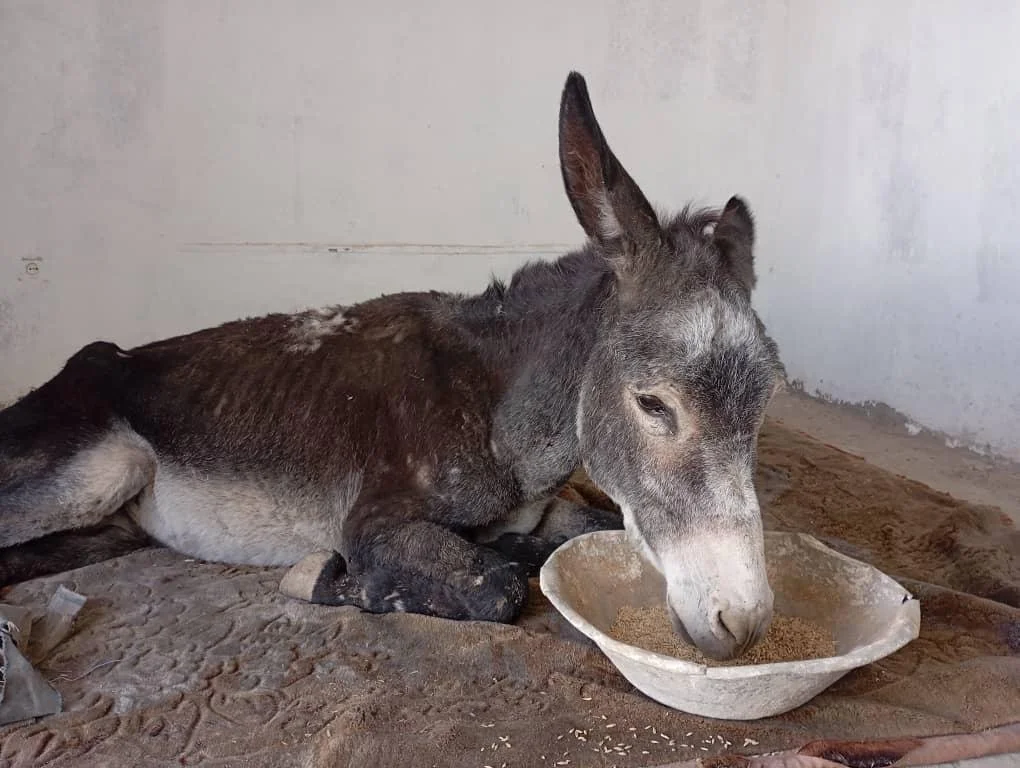 WhatsApp Image 2025-11-01 at 08.03.59_52ee56c4.jpg