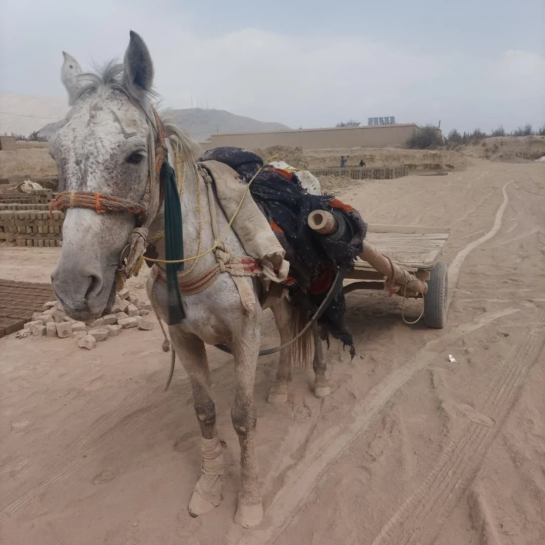 WhatsApp Image 2025-11-01 at 08.41.49_20c2abec.jpg