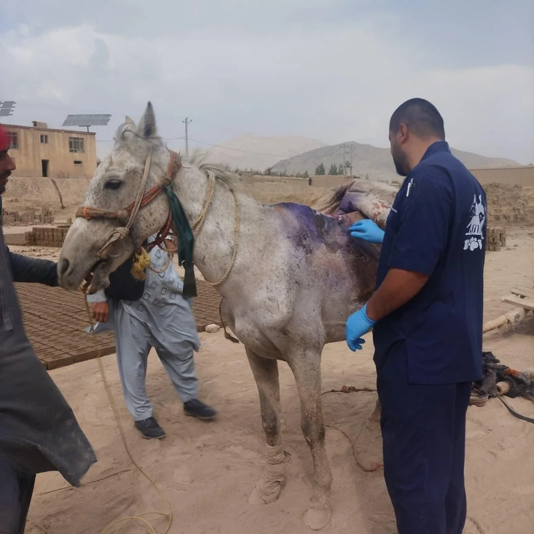 WhatsApp Image 2025-11-01 at 08.41.49_6480f91b.jpg