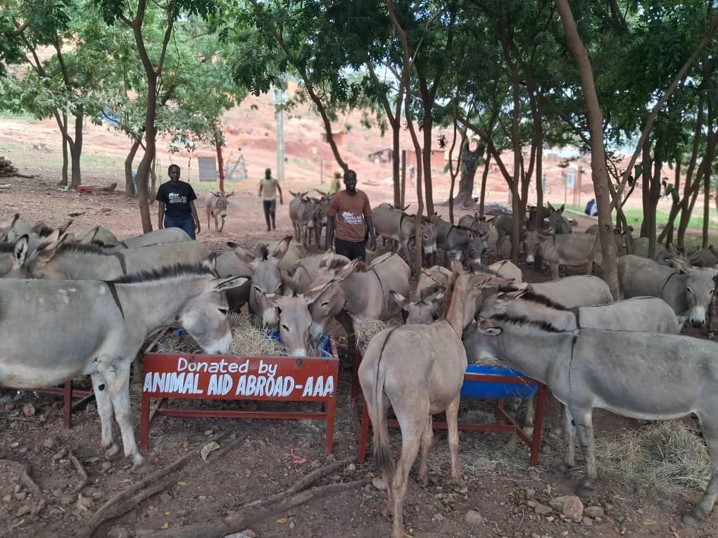 Saving Donkeys from Starvation in a Time of Drought