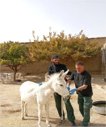 Nowzad Afghanistan Donkey Sanctuary Sponsorship Report 2025