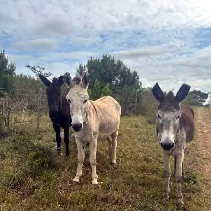 Blind Love Sanctuary Sponsorship Report 2025