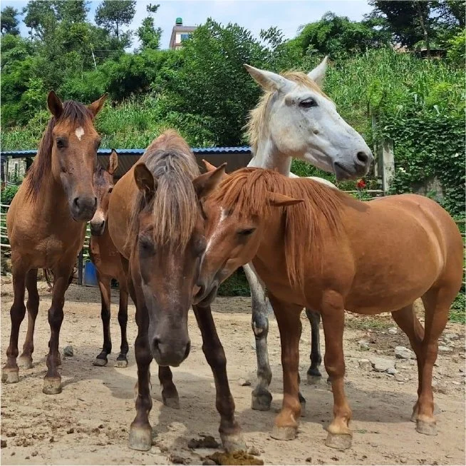 Animal Nepal Dukuchhap Animal Sanctuary Sponsorship Report 2025